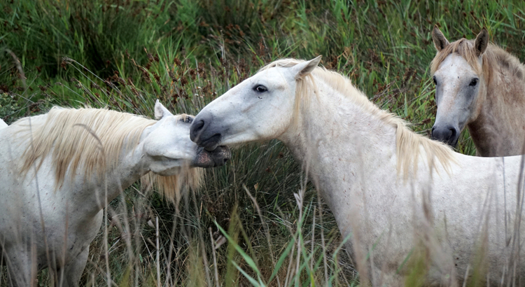 A-ROSA Galerie Camargue_Wildpferde_c_A-ROSA